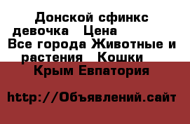 Донской сфинкс девочка › Цена ­ 15 000 - Все города Животные и растения » Кошки   . Крым,Евпатория